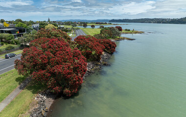 Pohutukawa trees in flower along the Manukau Harbour, Mangere, Auckland, New Zealand