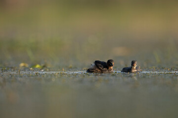 Little Grebe with Chick