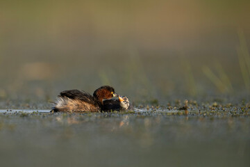 Little Grebe Feeding Chick 