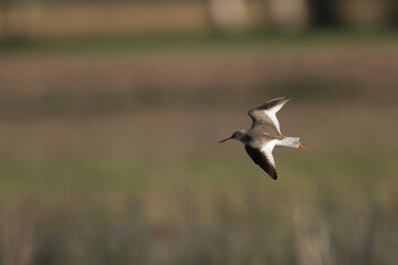Common red Shank Flying 