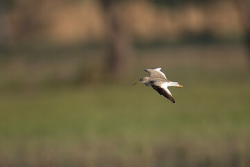 Common Redshank  Bird Flying 