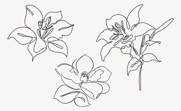 A set of lily flowers on a white background. One-line drawing style. Abstract vector illustration for print, tattoo, cover, wallpaper, minimal and natural wall art.