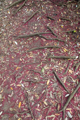 Red Pohutukawa flowers and roots on a track. Piha Beach, Auckland, New Zealand