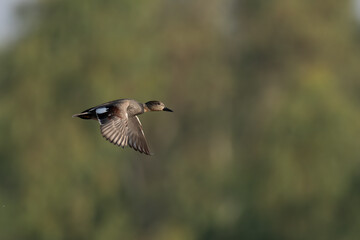 Drake gadwall Duck Flying  - 695263052