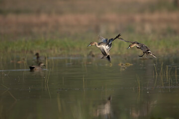 Norther Pintail Duck Flyin 