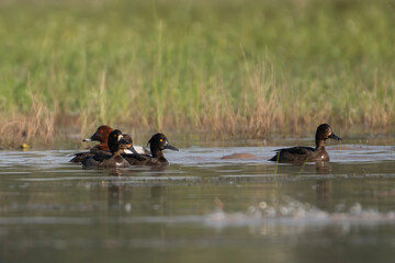 Flock of tufted Ducks in wetland 