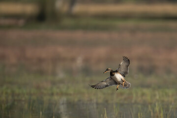 Eurasian wigeon Flying 