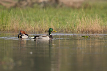 Male Mallard duck resting in a wetlan d
