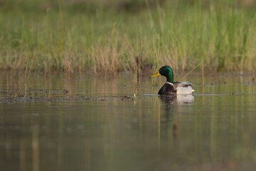 Male Mallard duck resting in a wetlan d