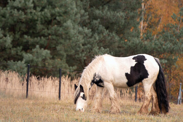 Obraz premium Mountain moorland pony breed horse. The tranquility of nature is captured as a beautiful horse feeds on green grass with autumn foliage as a backdrop. Feathering horse with hair on legs.