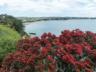 Pohutukawa trees in flower and the coastline of Auckland, New Zealand