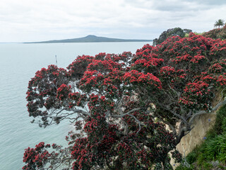 Pohutukawa trees in flower and the coastline of Auckland and Rangitoto, New Zealand