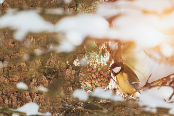 A birdfeeder with Parus in winter.  In the quiet embrace of nature a bird beside a pinecone is kissed by rays of sunlight piercing through snowy branches. Great tit bird of paridae family.