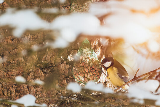 A birdfeeder with Parus in winter.  In the quiet embrace of nature a bird beside a pinecone is kissed by rays of sunlight piercing through snowy branches. Great tit bird of paridae family.