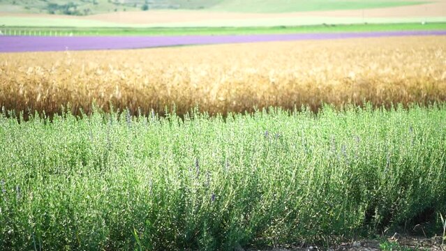 Tarragon. Lush tarragon field with rows of green herbs, herb cultivation, agricultural landscape, culinary ingredients, aromatic herbs. Organic agriculture harvesting agribusiness concept. Slow motion