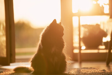 A sunlit indoor portrait of a cute and playful tabby cat, showing its face, eyes and fur in contrast with the background. Domestic pet cat and sunset interior close-up.
