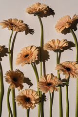 Pastel peachy gerbera flowers with aesthetic sunlight shadows on neutral white background. Minimal stylish still life floral composition with copy space