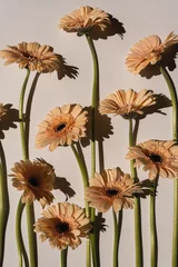 Küchenrückwand glas motiv Pastel peachy gerbera flowers with aesthetic sunlight shadows on neutral white background. Minimal stylish still life floral composition with copy space © Floral Deco
