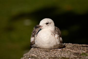 El descanso de la joven gaviota