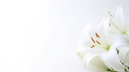 Background of many snow-white lilies. Spring Easter floral design. Copy space - obrazy, fototapety, plakaty