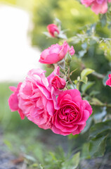 Rose flower on background blurry pink roses flower in the garden of roses. Nature.
