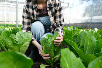 Farmers hands hold organic green salad vegetables in the plot. Healthy eating concept, Organic...