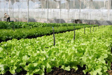 organic vegetable garden Growing vegetables naturally without harmful chemicals and pesticides, selective focus, soft focus