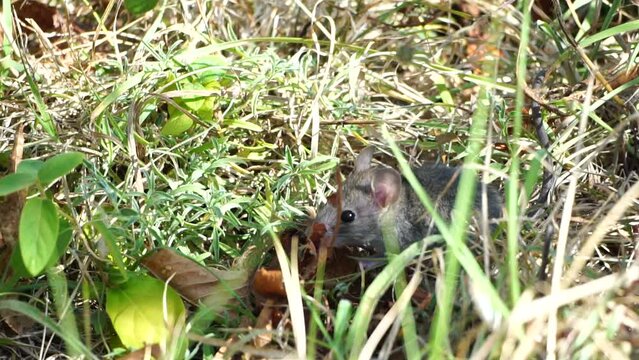 Cat playing with mouse or little rat in backyard, hunts in high grass outdoors. Pet catches rodents. Grey and white cat plays with a mouse in garden. Concept of pets natural instincts. Slow motion