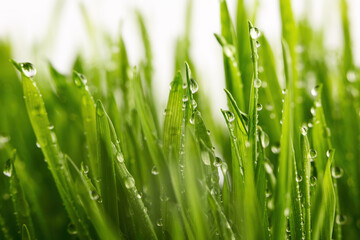 Fototapeta na wymiar Green wet grass with dew on a blades