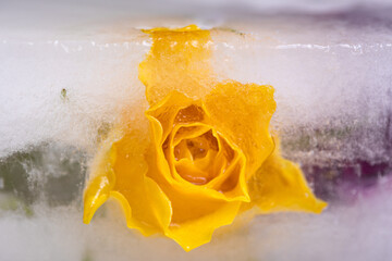 Colourful rose flowers frozen in ice, a symbol of the slow unfreezing of the coming spring.