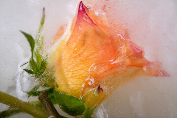 Colourful rose flowers frozen in ice, a symbol of the slow unfreezing of the coming spring.