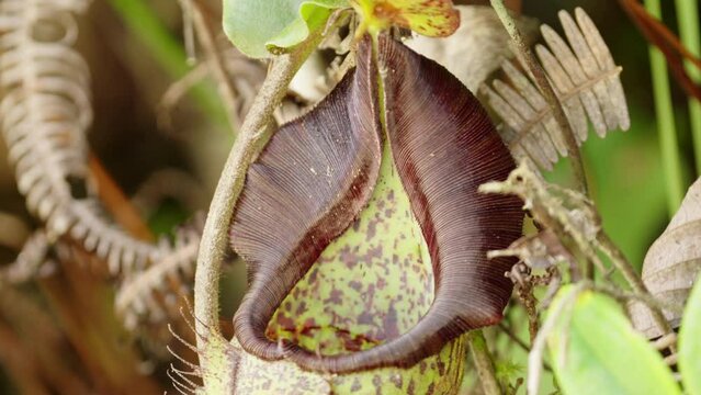 Detailed view of peristome teeth of black nepenthes maxima in wild