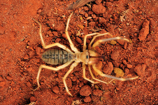 &Auml;gyptische Walzenspinne, Gelbe Walzenspinne // Egyptian Camel Spider (Galeodes granti) - &Auml;gypten