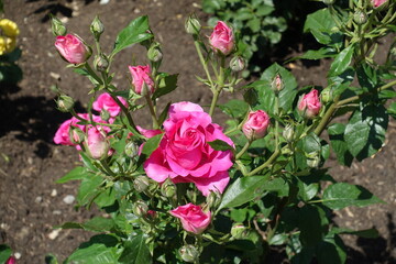 Opening buds and magenta colored flower of rose in mid June