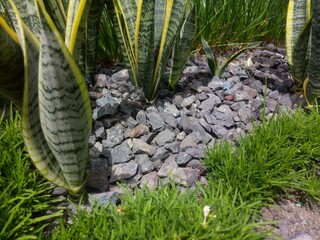 Snake Plant (Dracaena Trifasciata) and other decorative plants in a small garden with gravel...