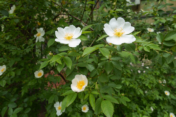 Single white flowers of dog rose in mid May