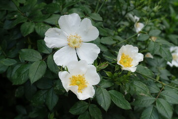 Three white flowers of dog rose in May