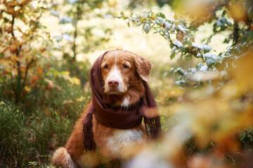 A serene Nova Scotia Duck Tolling Retriever dog in a scarf, the autumn's chill palpable. Amidst...