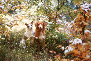 A Nova Scotia Duck Tolling Retriever and Jack Russell Terrier stand alert in a frosty woodland....