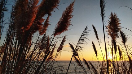 Pampas Grass sunset over the Pacific Ocean at Swamis Reef Surf Park Encinitas California.