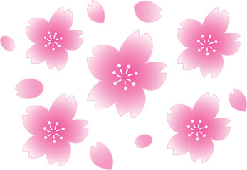 Fototapeta na wymiar 桜の花と花びら 