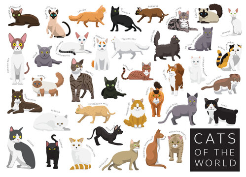 Cats of the World Set Cartoon Vector Character