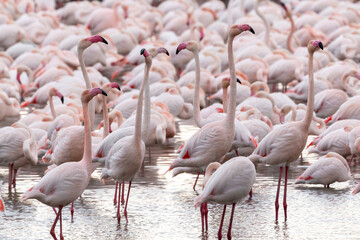 Large and beautiful group of flamingos together in full reproduction, some of them seem to be...