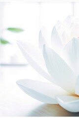 Close-up of a serene white lotus flower gently floating on the calm waters, sunlight