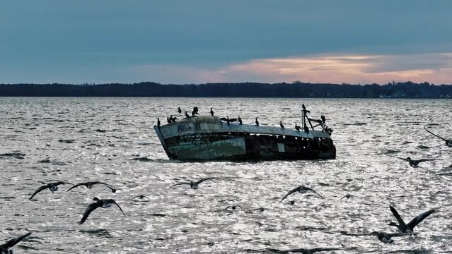 An old shipwreck is a refuge for a group of cormorants. A flock of dark-bellied brent geese (Latin: Branta bernicla) flies alongside the camera.