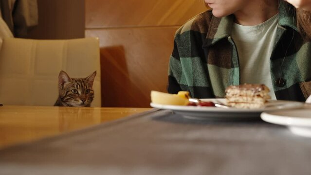 An audacious cat sits with us at the table in the restaurant, waiting for someone to give it something to eat. Breakfast with pancakes.