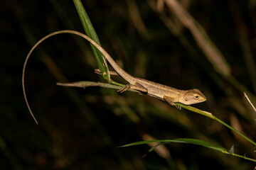 lizard on a leaf (calotes sp.)