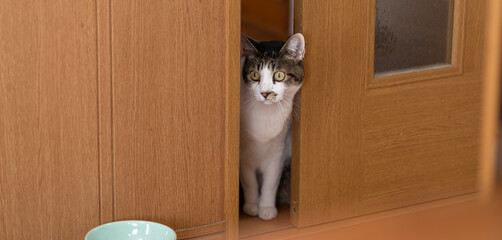 ドアの隙間から覗く猫　キジトラ白