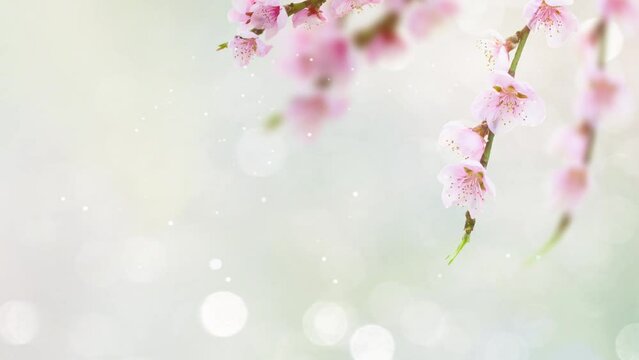 Cherry tree branch with blooming flowers on blue sky spring background with copy space