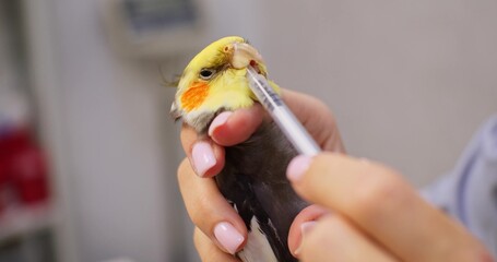A doctor gives medicine from a syringe into a parrot's beak. A veterinarian treats a sick parrot by...